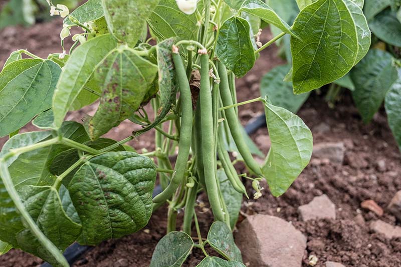 Seeing That Bean, Singing That Phrase