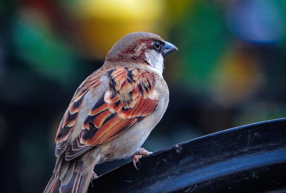 His Eye is on the Sparrow