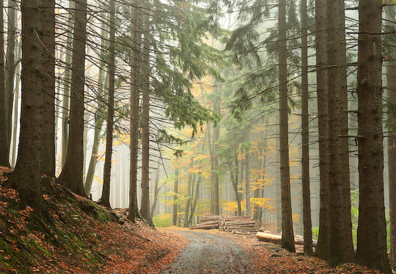 Experience the healing power of the woods: Shinrin-yoku, or forest bathing