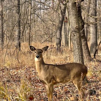 Deer